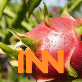 WHOLESALE WORLD FRESH DRAGON PITAYA WHITE DRAGON FRUIT